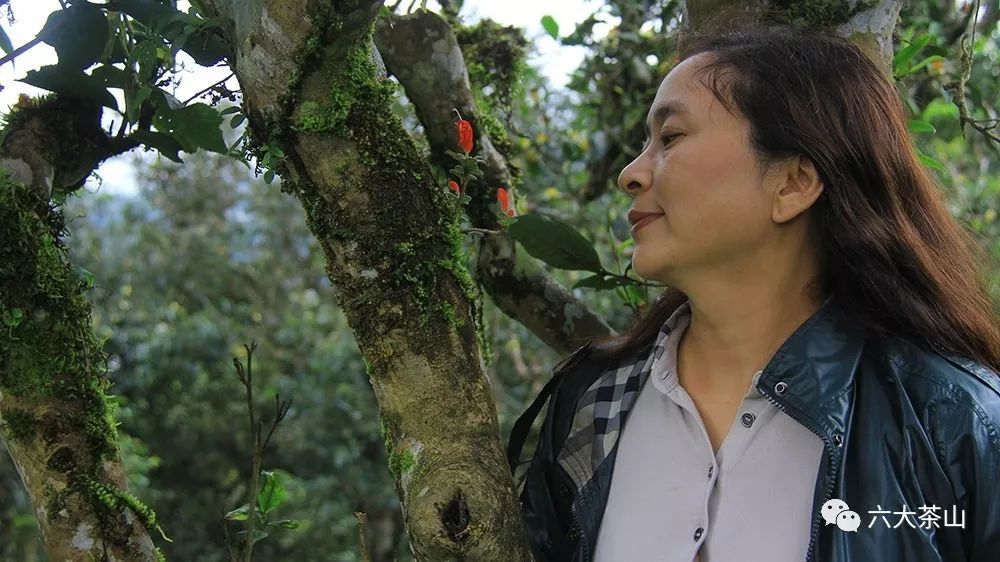 &ldquo;一紙調令&rdquo;開啟勐海茶廠普洱茶時代